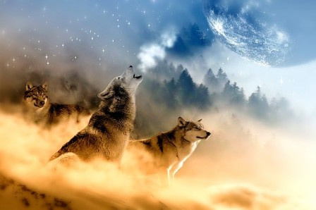 wolves-1400819_640.jpg
